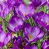 Tommasini's Ruby Giant Crocus -Garden Outfitters Store crocusrubygiant 5