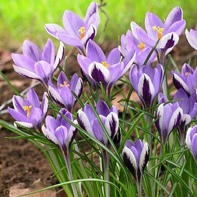 Spring Beauty Snow Crocus 3 Spring Beauty Snow Crocus