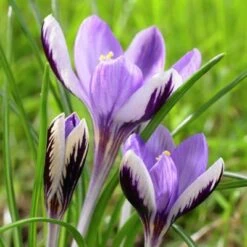 Spring Beauty Snow Crocus 7 Spring Beauty Snow Crocus -Garden Outfitters Store crocusspringbeauty1