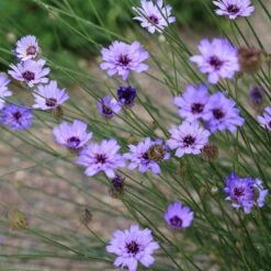 Cupid's Dart (Catanache) -Garden Outfitters Store cupids dart catananche caerulea flowers