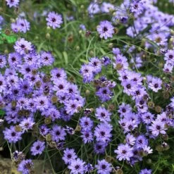 Cupid's Dart (Catanache) -Garden Outfitters Store cupids dart catananche caerulea garden