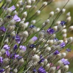 Cupid's Dart (Catanache) -Garden Outfitters Store cupids dart catananche caerulea garden before bloom