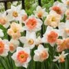 60 Days Of Daffodils Mix -Garden Outfitters Store daffodil mix web
