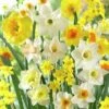 Fragrant Daffodil Mix -Garden Outfitters Store daffodilfragrantmix
