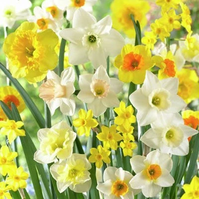 Fragrant Daffodil Mix 3 Fragrant Daffodil Mix