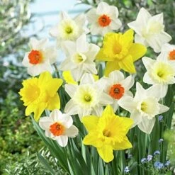 Large Cupped Daffodil Mix -Garden Outfitters Store daffodillargecuppedmix5