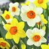 Large Cupped Daffodil Mix -Garden Outfitters Store daffodillargecuppedmix6