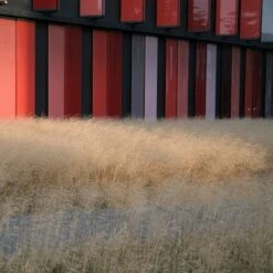 Gold Dew Tufted Hair Grass -Garden Outfitters Store deschampsia cespitosa goldtau hoffman cropped 1 2