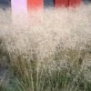 Gold Dew Tufted Hair Grass 1 Gold Dew Tufted Hair Grass -Garden Outfitters Store deschampsia cespitosa goldtau hoffman cropped 3 2