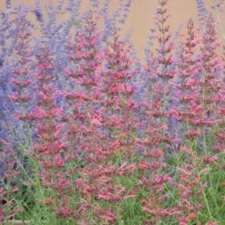 Desert Sunrise® Agastache -Garden Outfitters Store desert sunrise agastache close up
