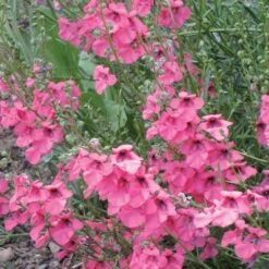 Coral Canyon® Twinspur (Diascia) -Garden Outfitters Store diascia integerrima 42410 1 web
