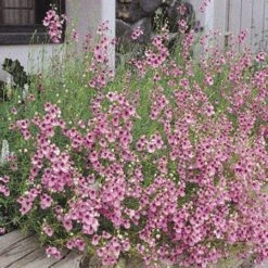 Coral Canyon® Twinspur (Diascia) -Garden Outfitters Store diascia integerrima 42410