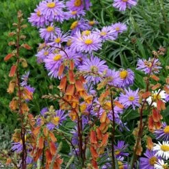 Sunset Foxglove -Garden Outfitters Store digitalis ocscura with aster cropped