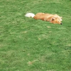 Dog Tuff™ Grass Plugs -Garden Outfitters Store dog tuff grass hblb870 with dog