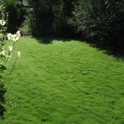 Dog Tuff™ Grass Plugs -Garden Outfitters Store dog tuff grass plug lawn