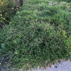 Dog Tuff™ Grass Plugs -Garden Outfitters Store dog tuff grass plugs close