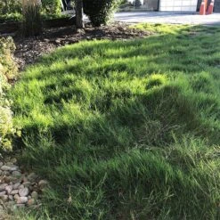 Dog Tuff™ Grass Plugs -Garden Outfitters Store dog tuff grass plugs dog friendly grass