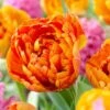 Sunlover Double Late Tulip 1 Sunlover Double Late Tulip -Garden Outfitters Store double late tulip sunlover orange cropped