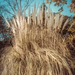Dwarf Pampas Grass -Garden Outfitters Store dwarf pampas grass winter