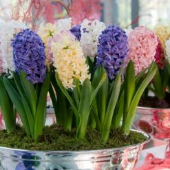 Garden Outfitters Store -Garden Outfitters Store easter joy hyacinth mix indoor pot
