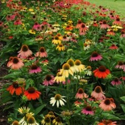 Cheyenne Spirit Echinacea -Garden Outfitters Store echinacea cheyenne spirit 600