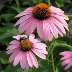 Magnus Echinacea 10 Magnus Echinacea -Garden Outfitters Store echinacea magnus walters garden