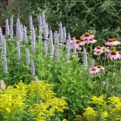 Blue Fortune Agastache -Garden Outfitters Store echinacea purpurea agastache blue fortune solidago