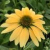 Mellow Yellows Echinacea -Garden Outfitters Store echinacea purpurea mellow yellow