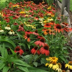 Cheyenne Spirit Echinacea -Garden Outfitters Store echinacea cheyenne spirit hbl8jxx