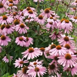 Magnus Echinacea 11 Magnus Echinacea -Garden Outfitters Store echinacea magnus garden flowers 1
