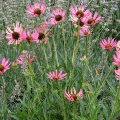 Rocky Top Echinacea -Garden Outfitters Store echinacea tennessensis rocky top web