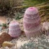 Rainbow Hedgehog Cactus -Garden Outfitters Store echinocereus rigidissimus new mexico rainbow hedgehog cactus