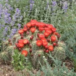 Scarlet Hedgehog Cactus (Echinocereus) -Garden Outfitters Store echinocereus coccineus w nepeta x faassenii cropped