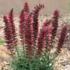 Red Feathers (Echium) -Garden Outfitters Store echium amoenum bill adams