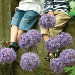 Gladiator Allium -Garden Outfitters Store elbo36131 allium gladiator cropped
