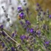Buena Vista English Lavender -Garden Outfitters Store emmis oure lavandula buena vista flower