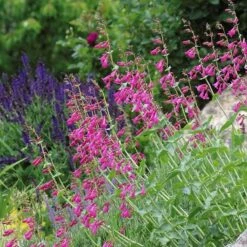 Coconino County Desert Penstemon 17 Coconino County Desert Penstemon -Garden Outfitters Store emmis oure penstemon coconino county 3 cropped 1