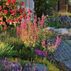 Coconino County Desert Penstemon 12 Coconino County Desert Penstemon -Garden Outfitters Store emmis oure penstemon coconino county 6 cropped 1