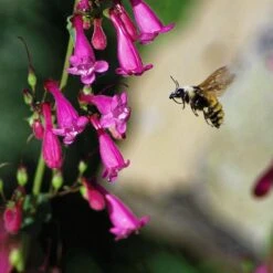 Coconino County Desert Penstemon 14 Coconino County Desert Penstemon -Garden Outfitters Store emmis oure penstemon coconino county with bee cropped 1