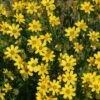 Engelmann's Daisy (Engelmannia) -Garden Outfitters Store engelmannia peristenia pat hayward