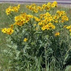 Engelmann's Daisy (Engelmannia) -Garden Outfitters Store engelmannia texas roadway pgh 1