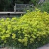 Kannah Creek® Sulphur Buckwheat -Garden Outfitters Store eriogonum umbellatum kanah creek 5