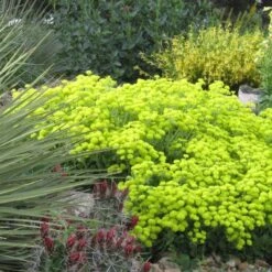 Kannah Creek® Sulphur Buckwheat -Garden Outfitters Store eriogonum umbellatum kendrick lake lakewood co 1
