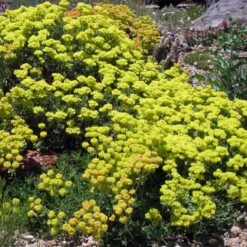 Kannah Creek® Sulphur Buckwheat -Garden Outfitters Store eriogonum umbellatum v aureum kanah creek 49695 1