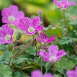 Bishop's Form Heronsbill (Erodium) -Garden Outfitters Store erodium bishops form 3