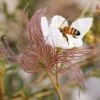 Apache Plume (Fallugia)