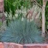 Siskiyou Blue Fescue Grass -Garden Outfitters Store festuca idahoensis siskiyou blue 4