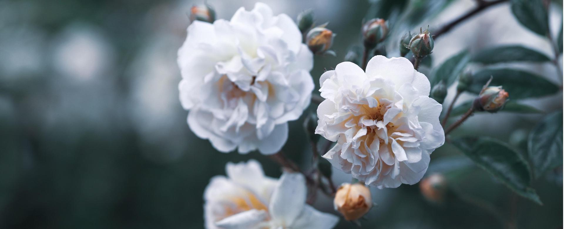 Garden Outfitters Store -Garden Outfitters Store flowers 5335743 1920