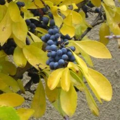 Berry Girl New Mexico Privet -Garden Outfitters Store forestiera neomexicana fall foliage and fruit 52550 1