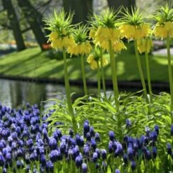 Yellow Crown Imperial -Garden Outfitters Store fritallarialutea 1